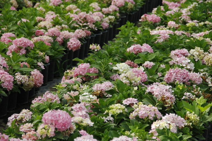 Pembe Ortanca - Yerli Fidan 20-30 cm 5 Adet