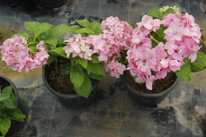 Pembe Ortanca - Yerli Fidan 20-30 cm