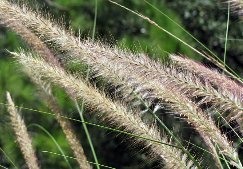 Pennisetum Çalısı 3'lü Set