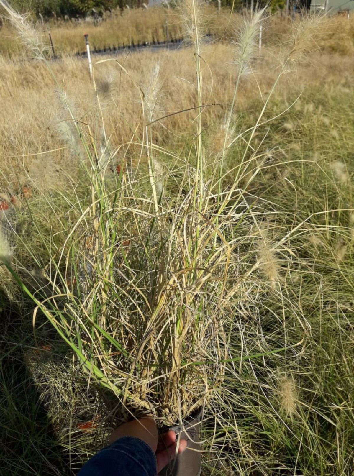 Pennisetum Çalısı 3'lü Set