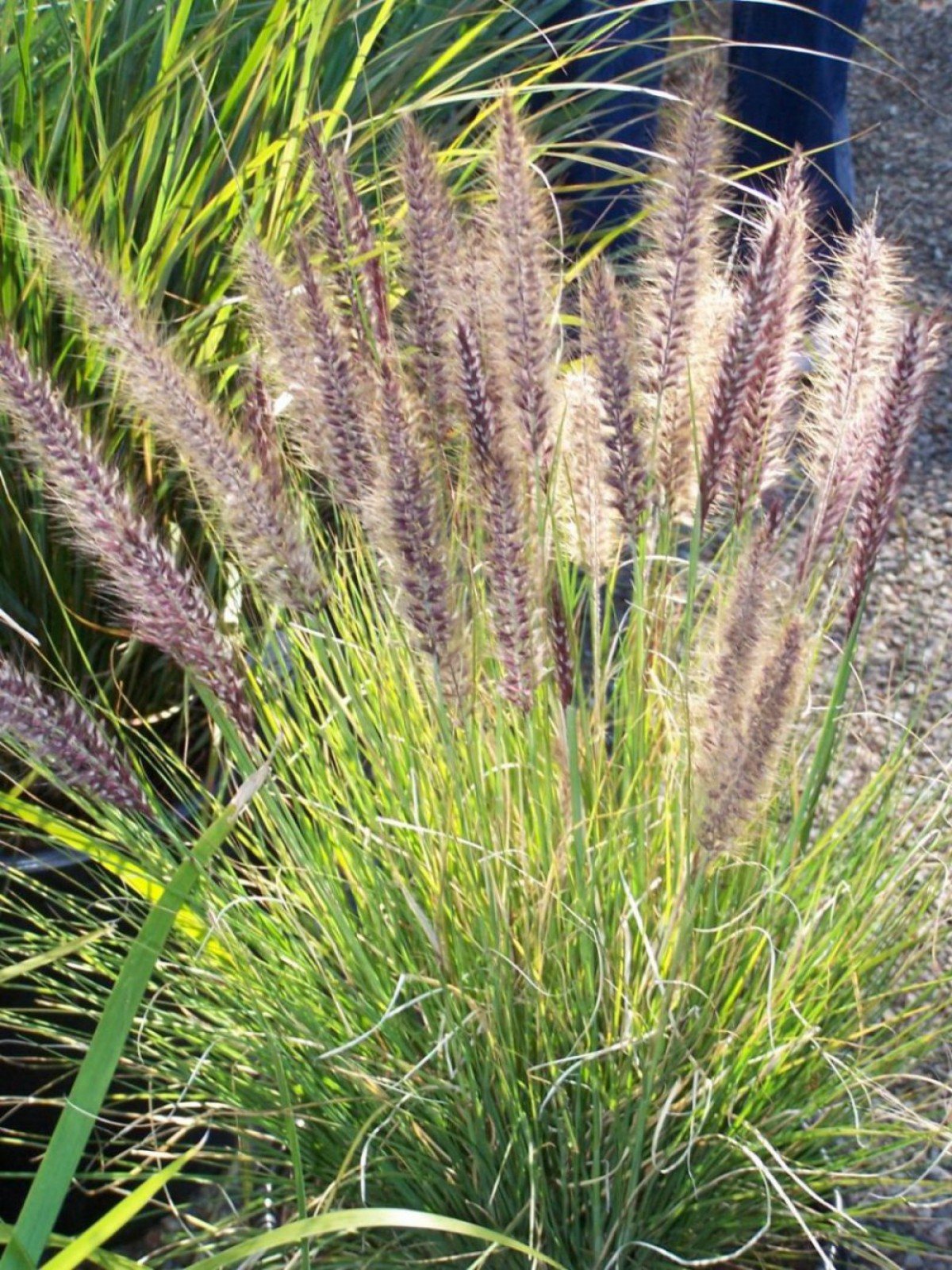 Pennisetum Çalısı 3'lü Set