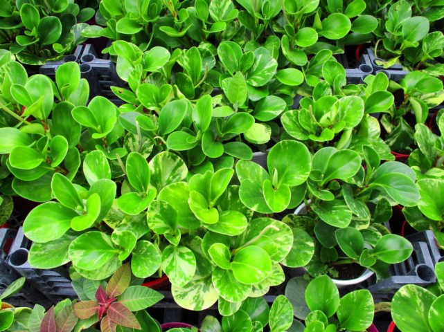 Peperomia optusifolia Saksılı Hediyelik Bitki 3 Adet Peperomia optusifolia Saksılı Hediyelik Bitki 3 Adet