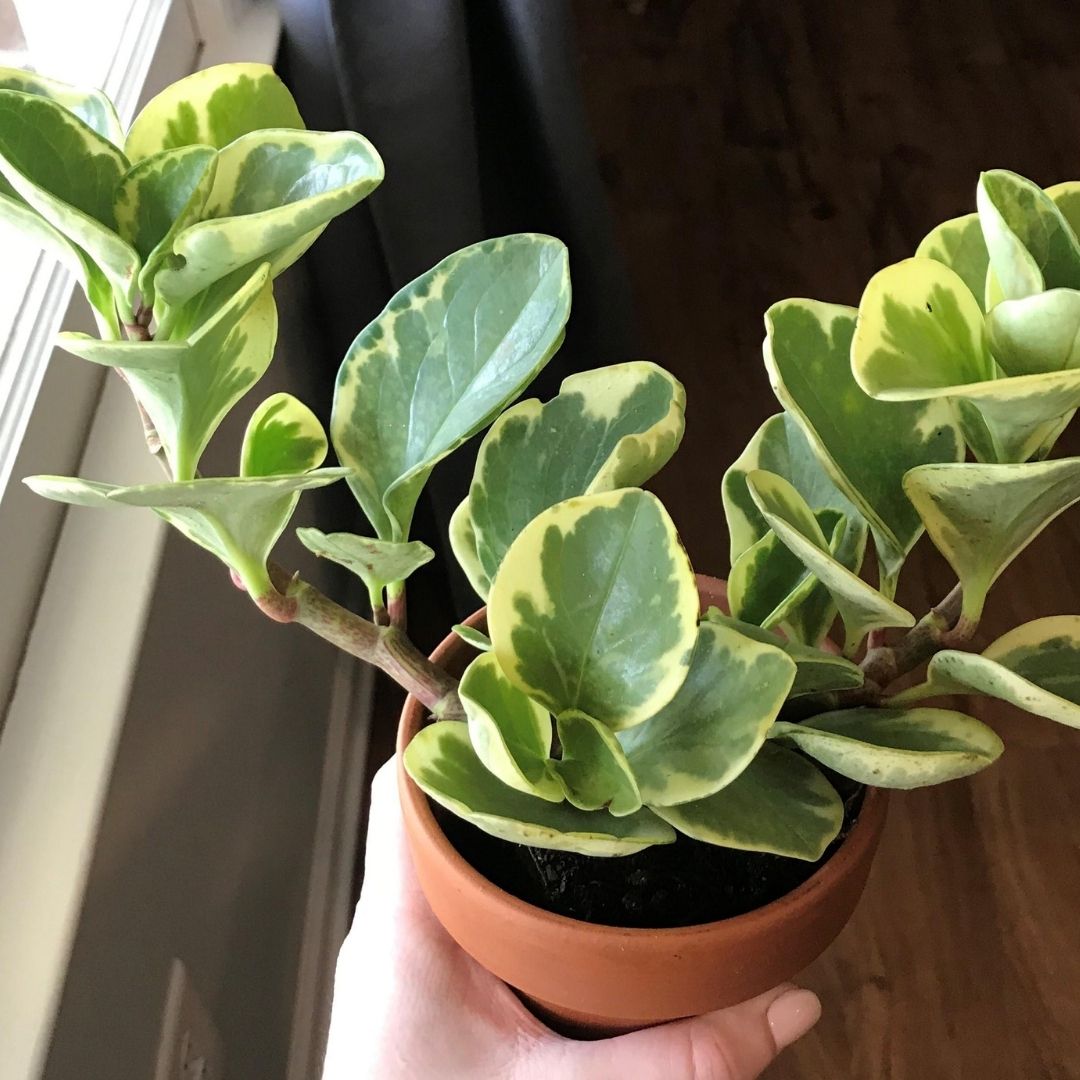 Peperomia optusifolia Saksılı Hediyelik Bitki 5 Adet Peperomia optusifolia Saksılı Hediyelik Bitki 5 Adet
