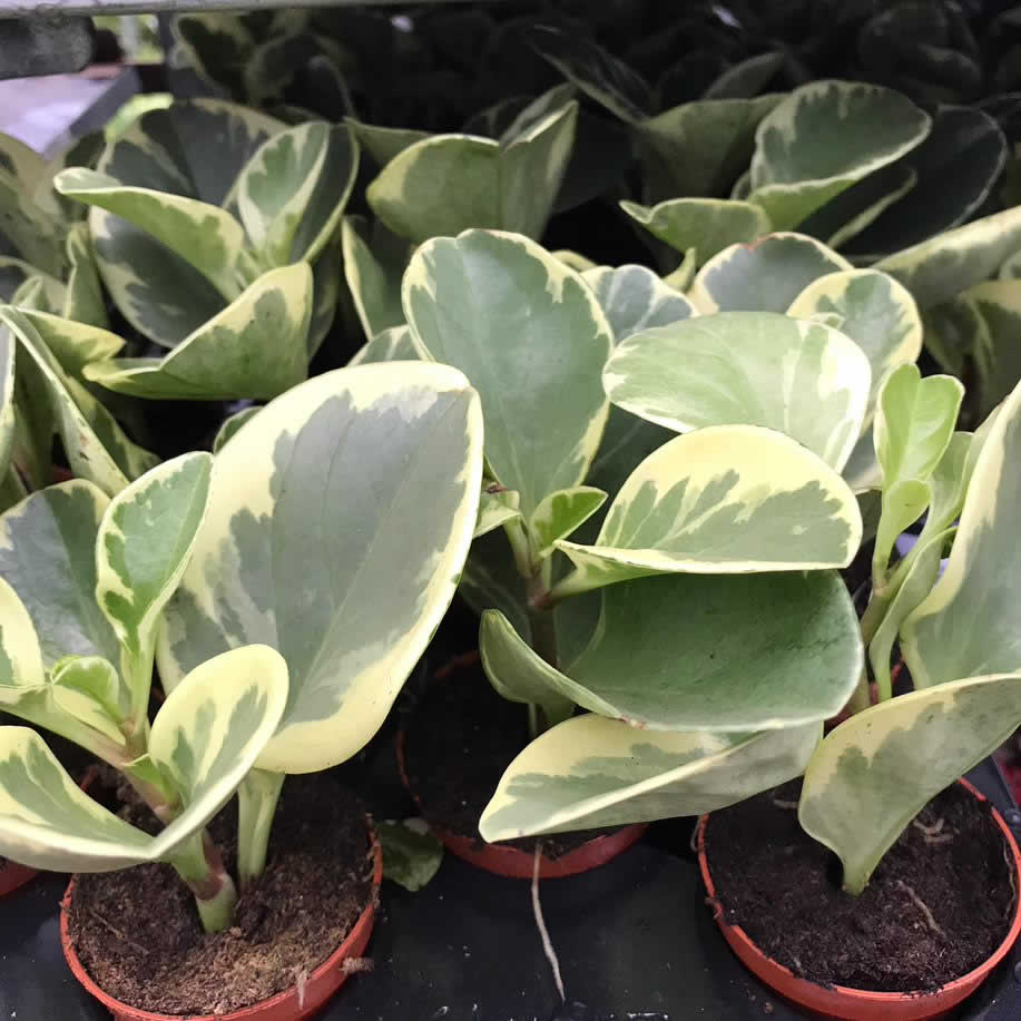 Peperomia optusifolia Saksılı Hediyelik Bitki 5 Adet Peperomia optusifolia Saksılı Hediyelik Bitki 5 Adet