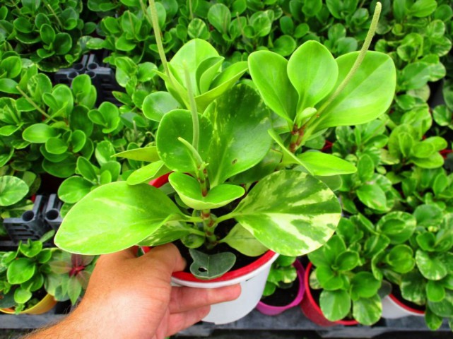 Peperomia optusifolia Saksılı Hediyelik Bitki 5 Adet Peperomia optusifolia Saksılı Hediyelik Bitki 5 Adet