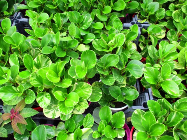 Peperomia optusifolia Saksılı Hediyelik Bitki 5 Adet Peperomia optusifolia Saksılı Hediyelik Bitki 5 Adet