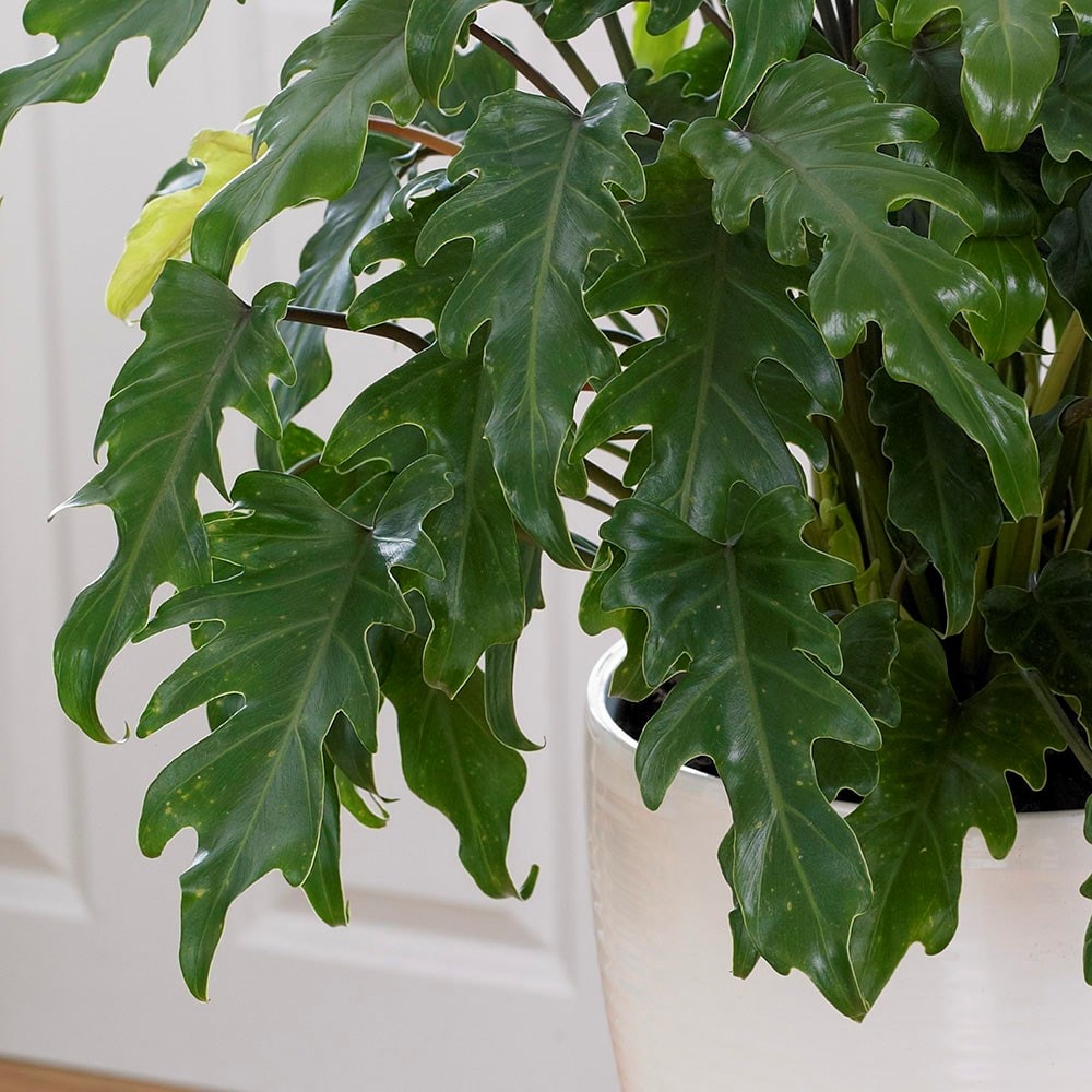Philodendron xanadu