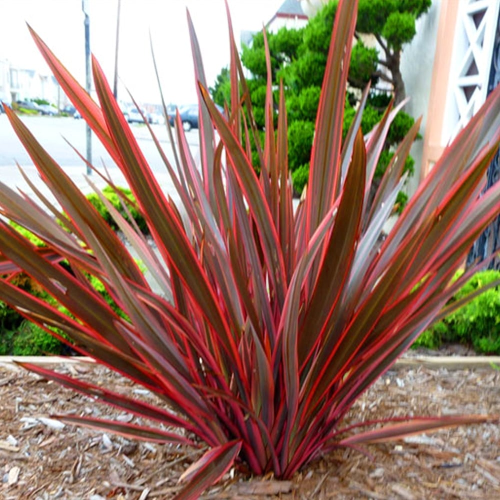 Phormıum Tenax  Atropurpureum Kırmızı Yeni Zelanda Keteni