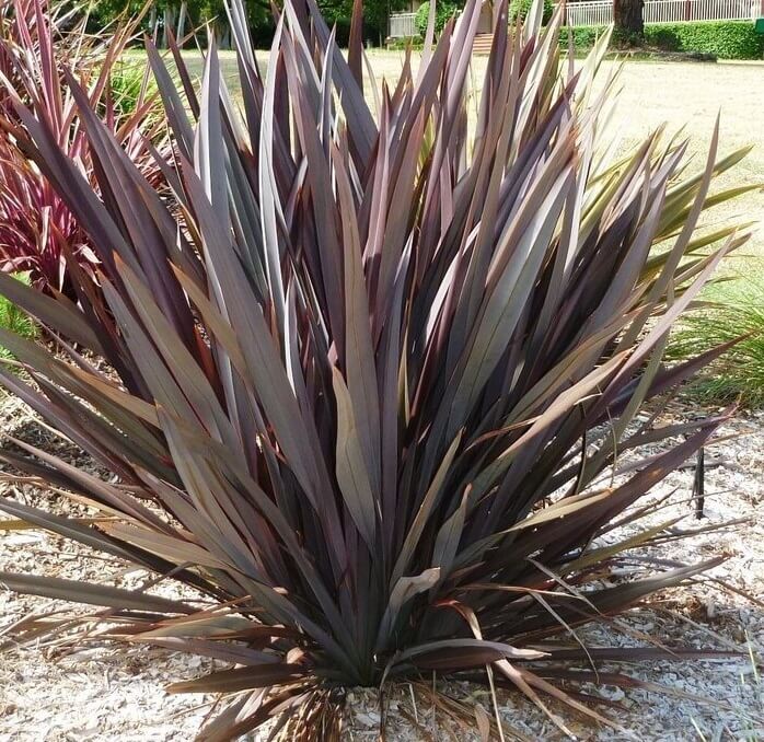 Phormıum Tenax  Atropurpureum Kırmızı Yeni Zelanda Keteni