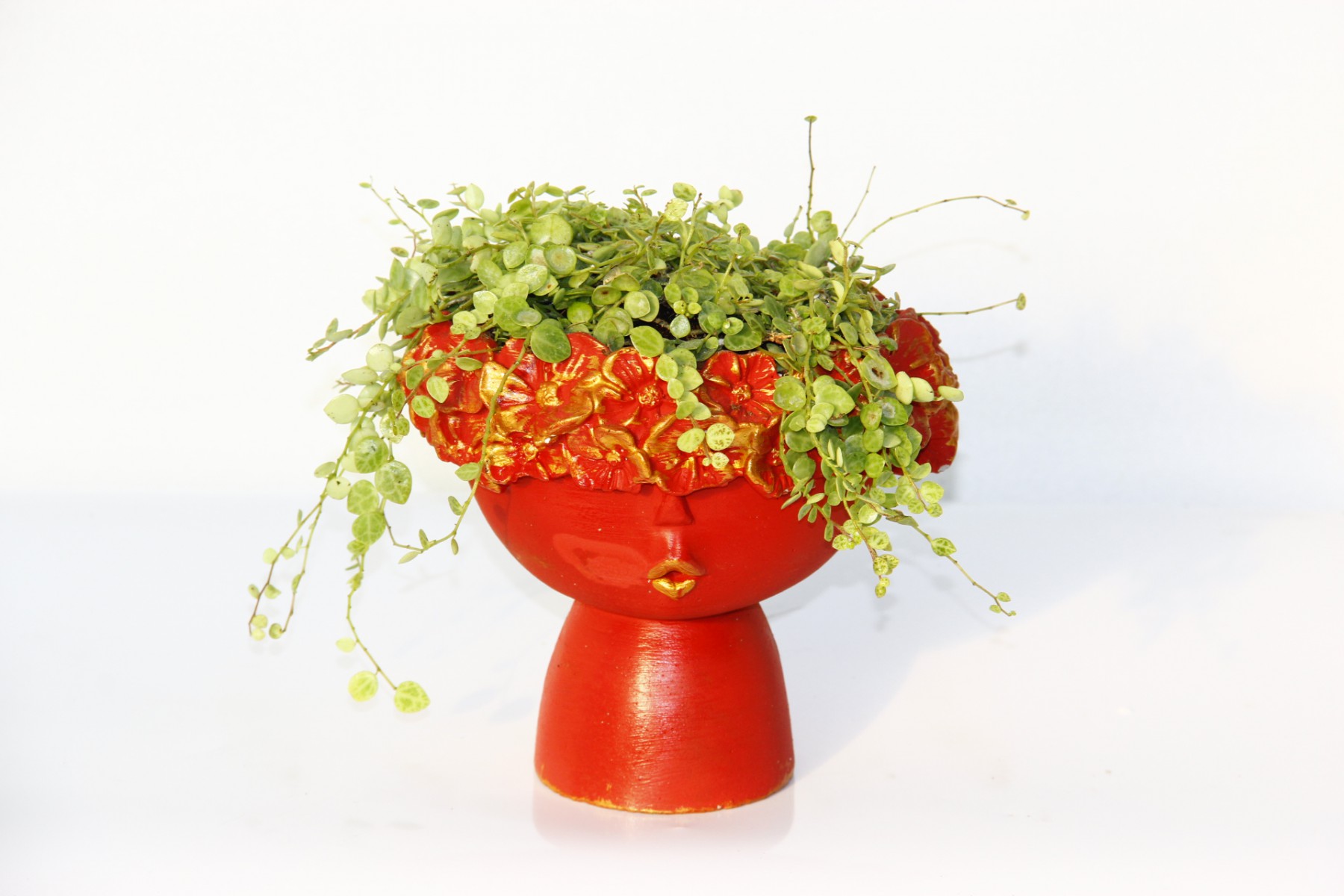 Pilea Glauca Dostluk Çiçeği Dekoratif Kırmızı Saksıda