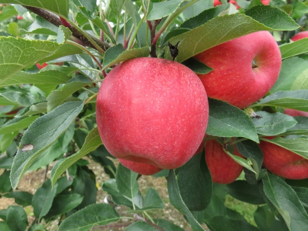Pink Lady Elma Fidanı 3 Adet Pink Lady Elma Fidanı 3 Adet