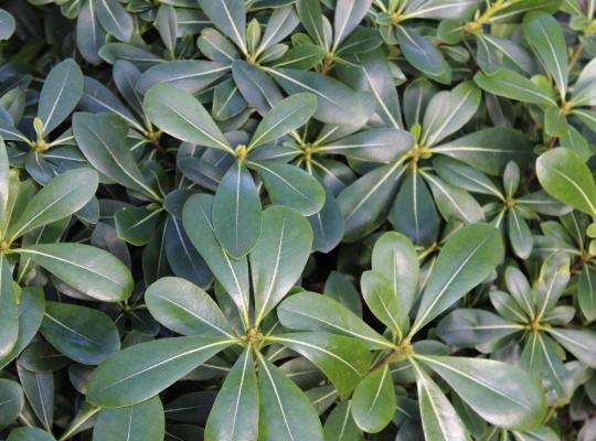 Pittosporum Çalısı 10 Adet