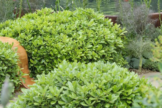 Pittosporum Çalısı 10 Adet