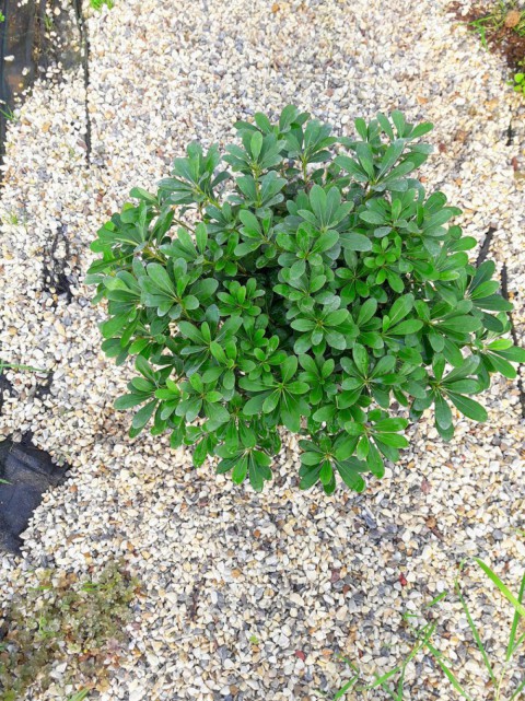 Pittosporum Çalısı 10 Adet