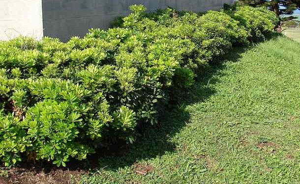 Pittosporum Çalısı 3 Adet Pittosporum Çalısı 3 Adet