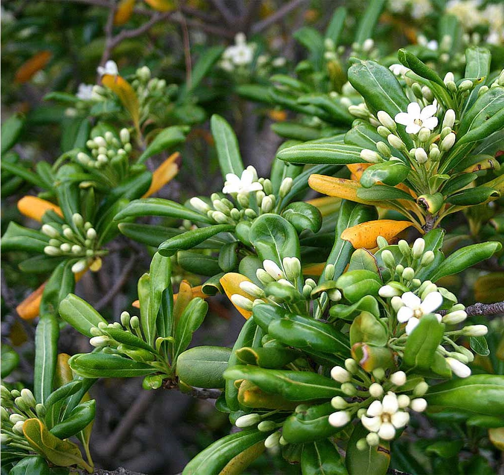 Pittosporum Çalısı 3 Adet Pittosporum Çalısı 3 Adet