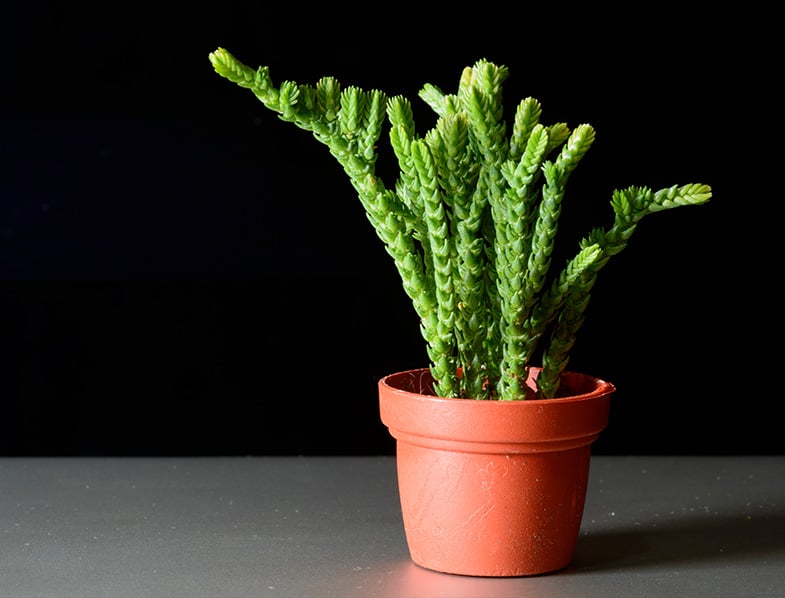 Prenses Çamı - Crassula muscosa 45 Adet Prenses Çamı - Crassula muscosa 45 Adet