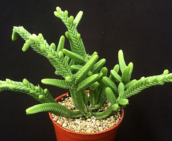Prenses Çamı - Crassula muscosa 5 Adet
