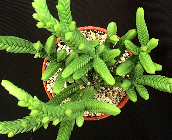 Prenses Çamı - Crassula muscosa 5 Adet