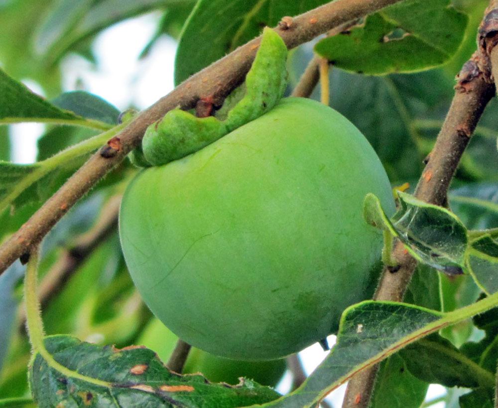 Rojo Brillante Trabzon Hurması (Cennet Meyvesi) 3 Yaş Tüplü ve Aşılı Rojo Brillante Trabzon Hurması (Cennet Meyvesi) 3 Yaş Tüplü ve Aşılı