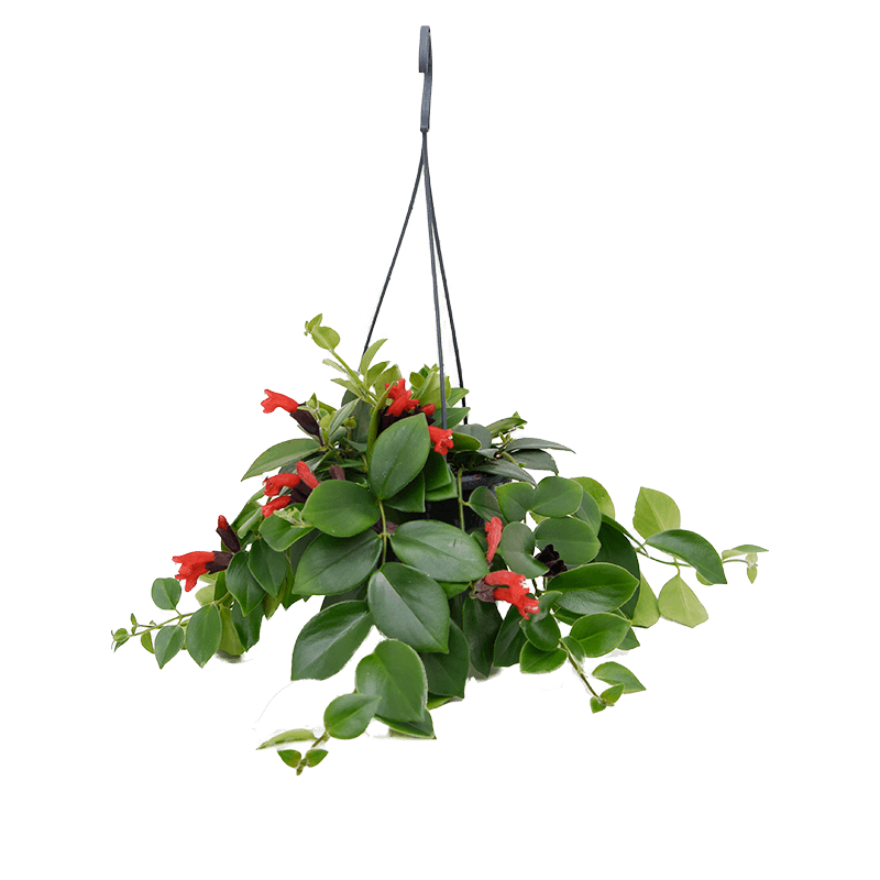 Ruj Çiçeği (Aeschynanthus) - Askılı Saksıda 5 Adet