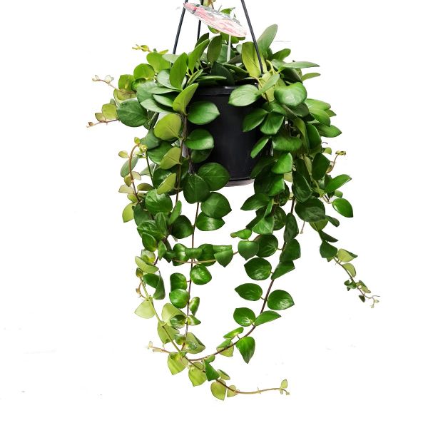 Ruj Çiçeği(Aeschynanthus) - Askılı Saksıda 2 adet