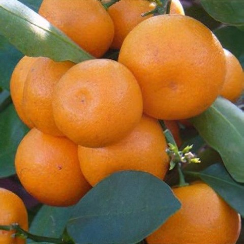 3’ lü Narenciye Seti – Limon-Portakal-Mandalina