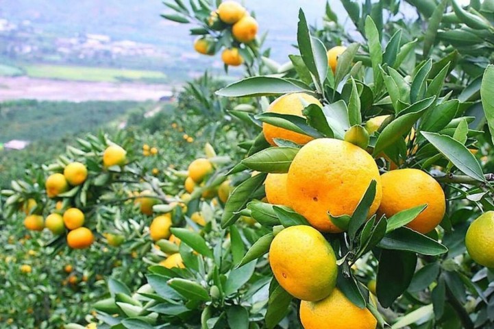 3’ lü Narenciye Seti – Limon-Portakal-Mandalina