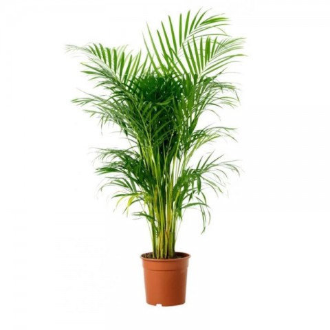 Areka Palmiyesi 100-120cm