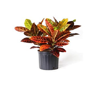 Kraton (Croton Petra) 20 - 30 cm