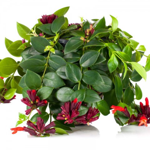 Ruj Çiçeği (Aeschynanthus) - Askılı Saksıda
