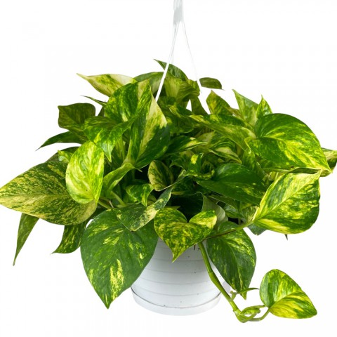 Alacalı Pothos Sarmaşığı& Yeşil Pothos Sarmaşığı- Askılı Saksıda