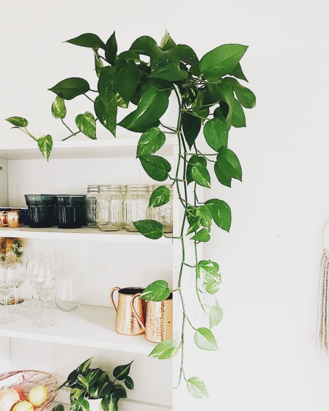 Alacalı Pothos Sarmaşığı& Yeşil Pothos Sarmaşığı- Askılı Saksıda