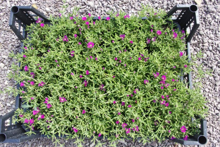 Acem Halısı Yer Örtücü- Yayılıcı Bitki 40 Adet