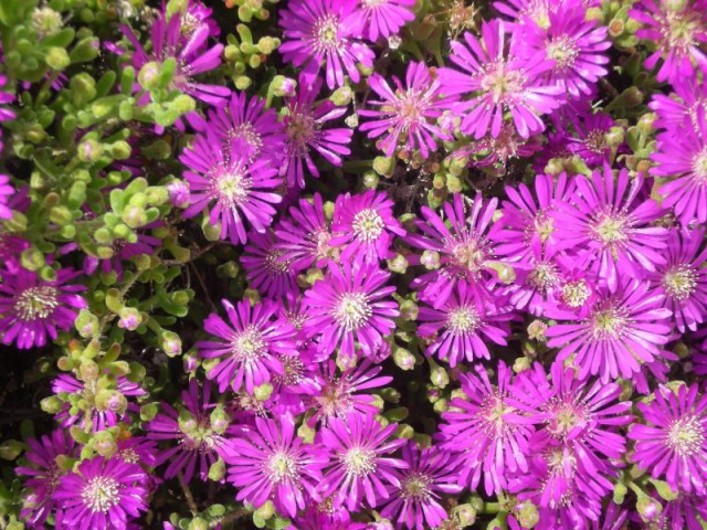 Acem Halısı - Askılı Saksıda