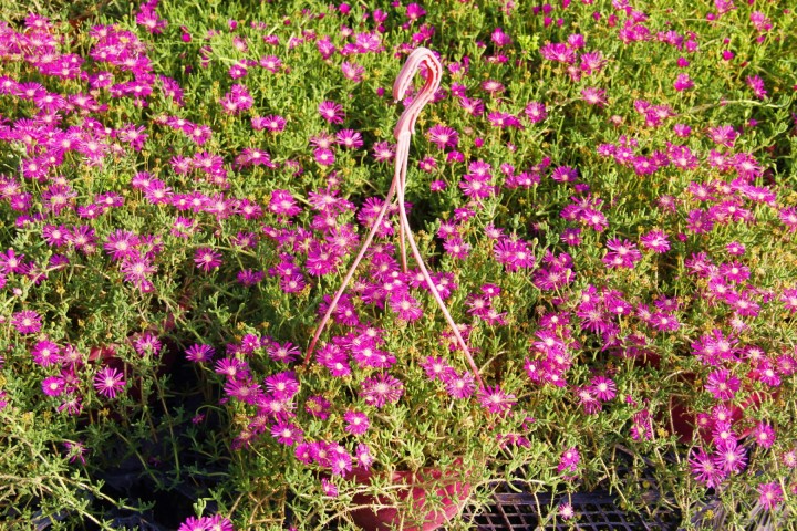Acem Halısı - Pembe Askılı Saksıda