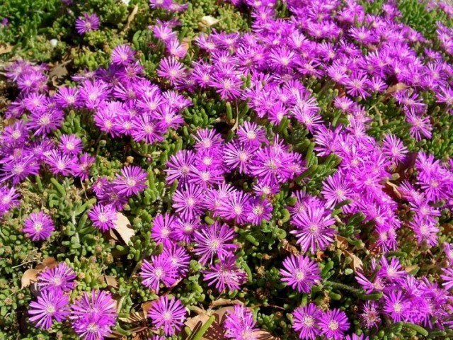 Acem Halısı Yer Örtücü- Yayılıcı Bitki 40 Adet