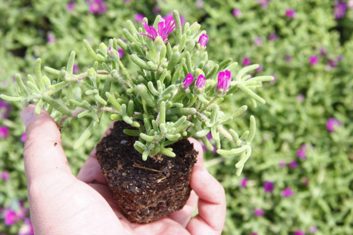 Acem Halısı Yer Örtücü- Yayılıcı Bitki 40 Adet