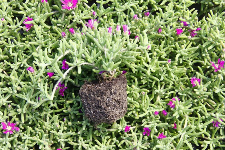 Acem Halısı Yer Örtücü- Yayılıcı Bitki 40 Adet