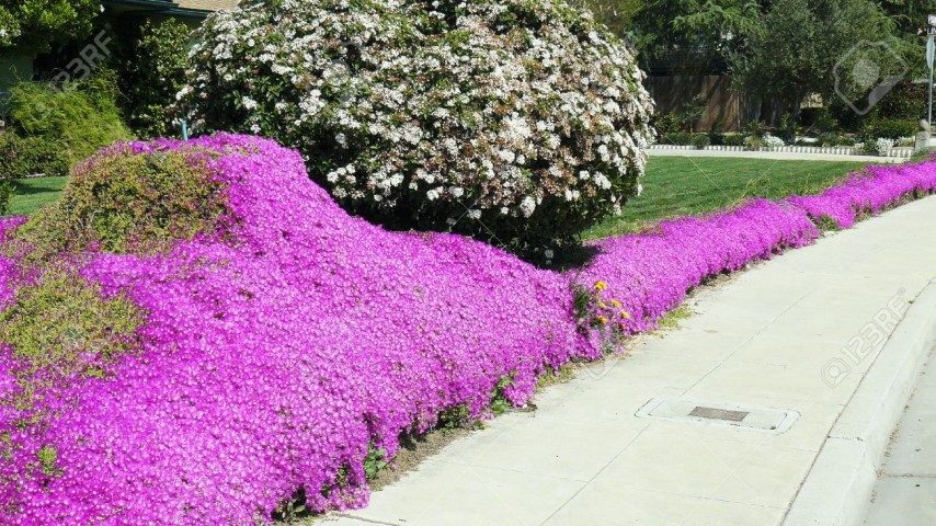 Acem Halısı Yer Örtücü- Yayılıcı Bitki 90 Adet