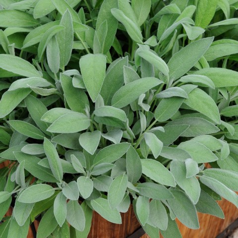 Adaçayı – Salvia Officinalis – Tıbbi Adaçayı 5 Adet