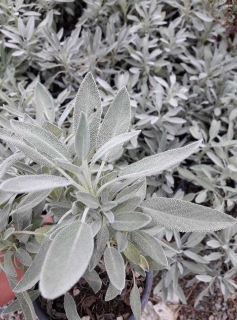 Adaçayı – Salvia Officinalis – Tıbbi Adaçayı 5 Adet