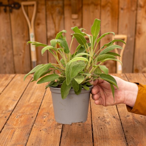 Adaçayı – Salvia Officinalis – Tıbbi Adaçayı 5 Adet