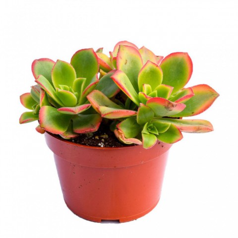 Aeonium Kiwi – Gökkuşağı Sukulent 5 Adet
