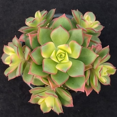 Aeonium Kiwi – Gökkuşağı Sukulent 50 Adet