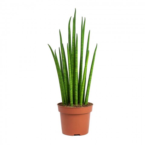 Afrika Mızrağı – Sansevieria Cylindrica