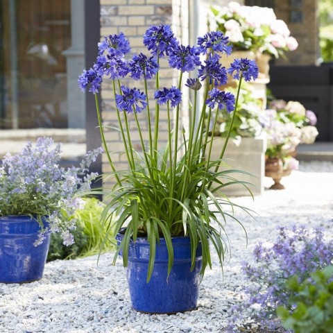 Afrika Zambağı Agapanthus