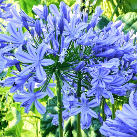 Afrika Zambağı Agapanthus