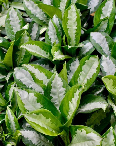 Aglonema Silver - Çin Herdemyeşili