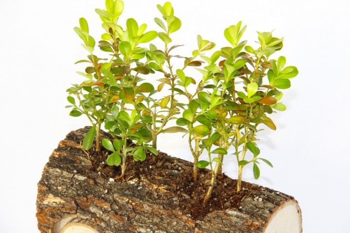 Ahşap Dekoratif Araba Sukulent 2 Adet